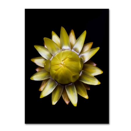 Lori Hutchison 'Yellow Straw Flower' Canvas Art,14x19